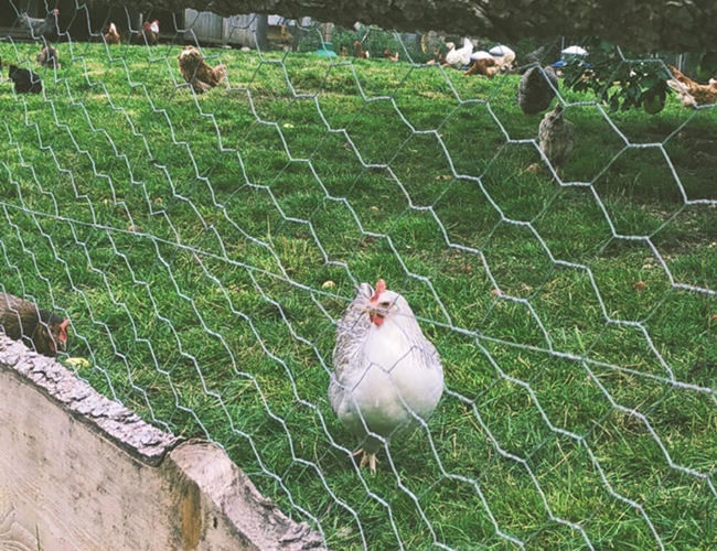 Foro esagonale galvanizzato immerso caldo del calibro 25mm di Mesh Fence 22 del pollo 1
