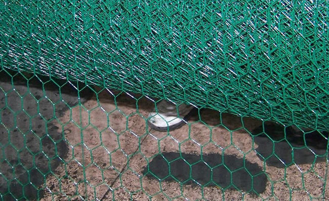 il PVC verde a 36 pollici ha ricoperto le reti metalliche del pollo 3/8" 1.6mm Dia For Poultry Fence 2