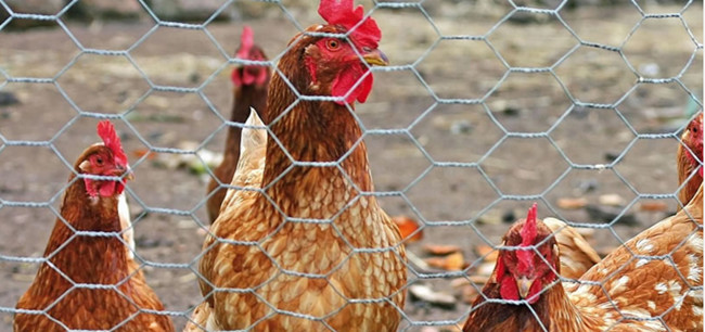 Pollo Mesh Fence Hexagonal AISI EN10223 di acciaio inossidabile 304 2