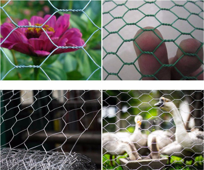 Larghezza esagonale di Mesh Fence Q195 0.5m del pollo di HDG per pollame 1