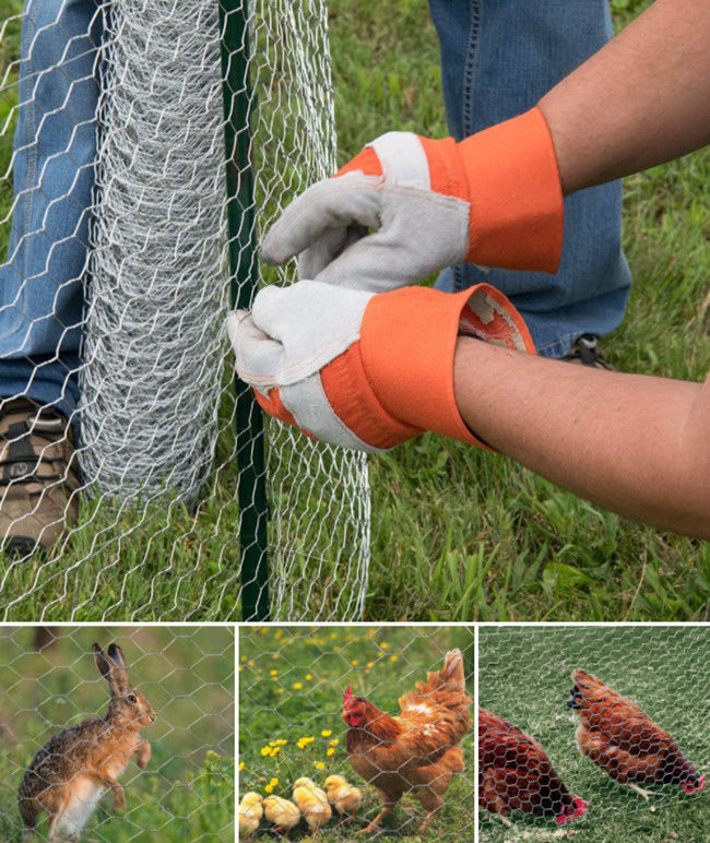 il PVC esagonale galvanizzato 4ft della rete metallica del pollame ha ricoperto il cavo di pollo BWG 12 2