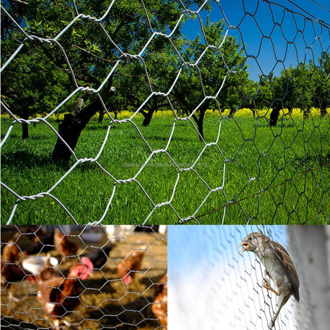 il PVC verde a 36 pollici ha ricoperto le reti metalliche del pollo 3/8" 1.6mm Dia For Poultry Fence 1