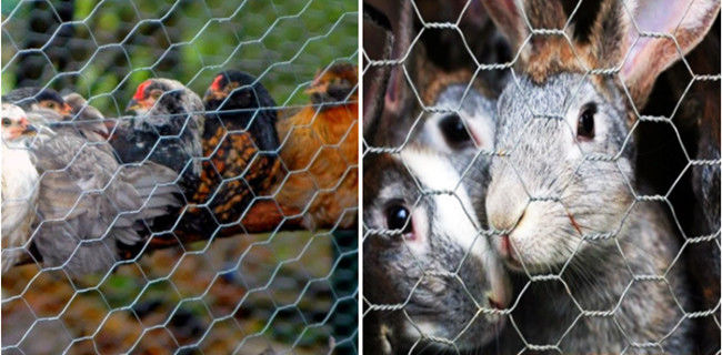 Cavo di pollo dell'argento 100ft di BWG 24 Mesh Fence Electro Galvanized Hexagonal 1