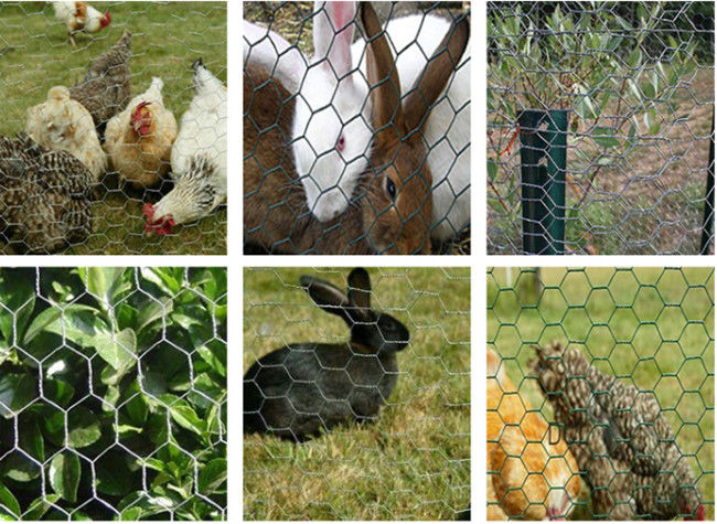 La immersione calda esagonale ha galvanizzato il cavo di pollo alto di 6ft Mesh For Bird Cage 1