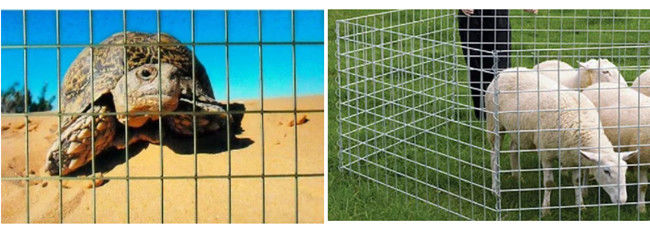 il cavo ricoperto polvere Mesh Panels della gabbia del metallo di 50×50×2.5mm 2.2m ha galvanizzato d'acciaio 2